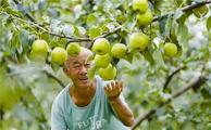 Digital tech enables fragrant pear industry to burgeon in N. China county