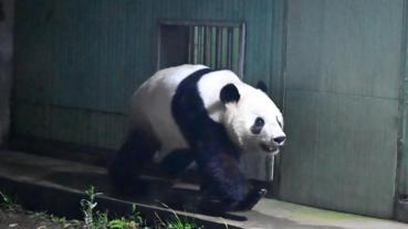 Japan's last two giant pandas return to China