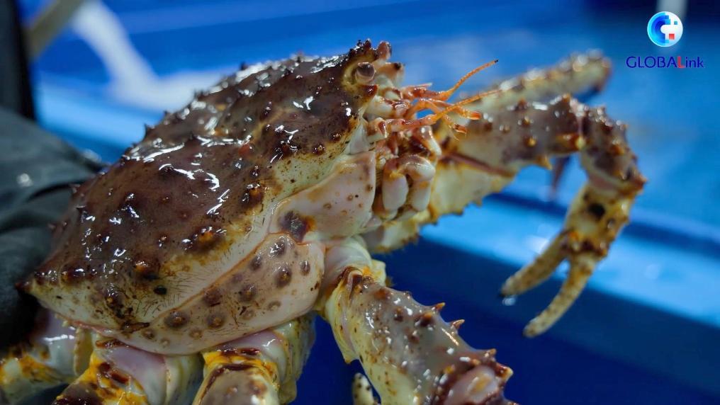 GLOBALink | China-Russia border hub boosts seafood imports ahead of Spring Festival