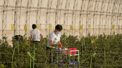 内蒙古达拉特旗首批沙漠蓝莓新鲜上市