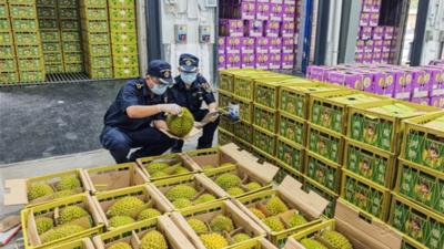 云南文山：果香盈边关 东南亚水果抢鲜跨境春运