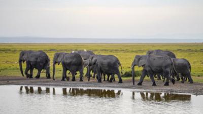 走进非洲丨在东非“野生动物天堂” 感受野性之美