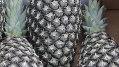 贝宁“甜面包”菠萝输华仪式举行