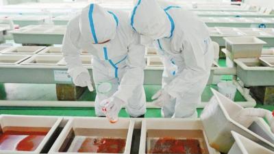 云南迪庆首次进口虹鳟鱼卵