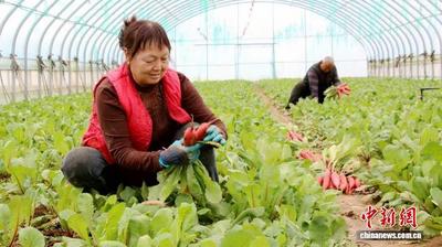 前2个月甘肃陇南鲜蔬出口激增