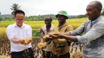 中国专家助力布隆迪水稻增产