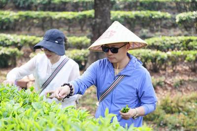 “益起同行·共筑美好”西双版纳茶山行活动走进大益集团