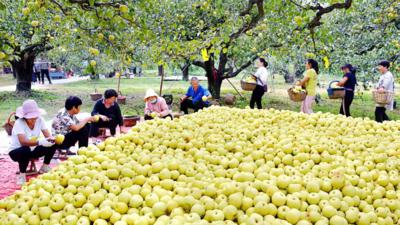 砀山酥梨出海记