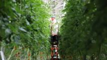 Economic Watch: China's agricultural technology makes leap forward in going global