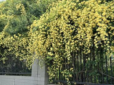 4月出片顶流！高新三期这片“木香花瀑布”美爆了！