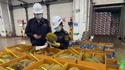 大批榴莲来了 “榴莲快线”开启运输旺季