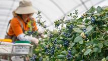 Economic Watch: China's blueberry industry embraces dual growth strategy for high-quality development