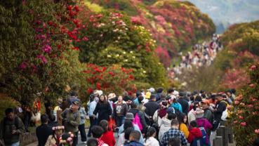 Blooming azaleas boost tourism, industrial growth in SW China