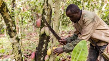 Feature: Cameroon cocoa growers eye vast China market, buoyed by Beijing's zero-tariff policy