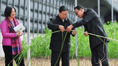 林占熺：为世界种下“幸福草”
