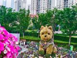 Shanghai's new urban landscape "Scruffy Puppy" goes viral