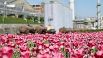 Feature: China's green transition experience helps Serbia build "green mines"