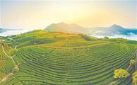 Historic black tea brand drives rural prosperity in SE China's Fujian