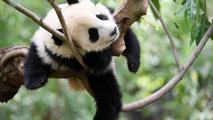 Interview: China makes significant contribution to global biodiversity conservation, says Kyrgyz expert