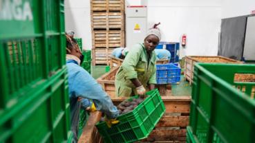 China's zero-tariff policy boosts Kenya's avocado industry