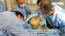Eyes on Hainan: New Sea Turtle Shelter Opens in South China's Hainan