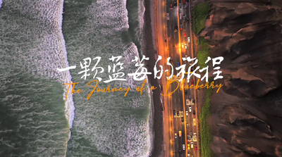 一颗蓝莓的旅程