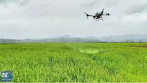 Drone spraying helps protect wheat harvests in northwest China