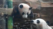 Asia-Pacific Community: 6-month-old panda anchors China-Indonesia friendship