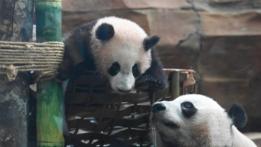 Asia-Pacific Community: 6-month-old panda anchors China-Indonesia friendship