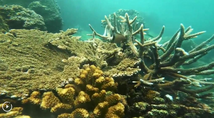From breakwater to "biobank" beneath Sri Lanka's Hambantota Port