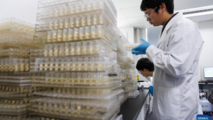 Chinese scientists develop high protein maize in animal feed quest