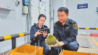 云南口岸果香飘
