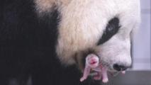 Chinese giant panda in ROK gives birth to fourth cub