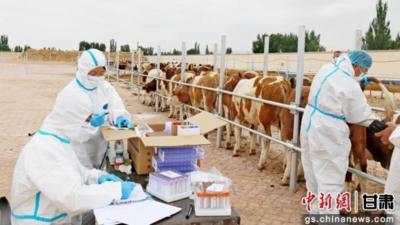 甘肃西门塔尔牛首发乌兹别克斯坦