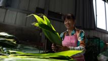 Villages in Anhui tap bamboo leaf resources to expand traditional zongzi industry