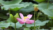 Lotus blooms brighten summer landscapes across China