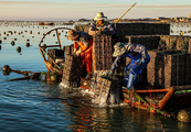 E China's Rongcheng busy with mid-summer abalone farming