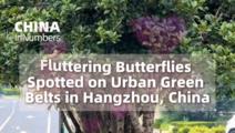 ChinaInNumbers | Fluttering butterflies spotted on urban green belts in Hangzhou, China