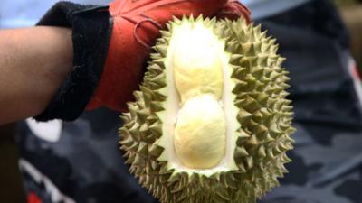 列国鉴丨记者手记：榴莲季，看泰国榴莲“奔赴”中国