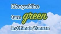Rice paddies turn green in China's Yunnan