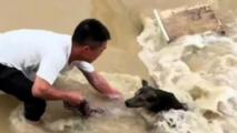 Passerby saves dog from strong current in China's Fujian