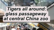 360-degree glass walkway offers close tiger encounters in Henan, China