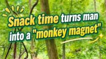 Wild macaques swarm snack-carrying visitor