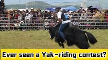 Summer festival showcases grassland culture, offers cool escape