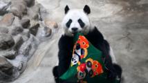 Giant panda Xing Mei celebrates 15th birthday in Tianjin