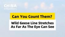 ChinaInNumbers | Wild geese line stretches as far as the eye can see