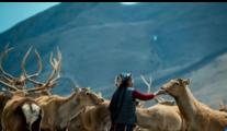 Xizang Story: Legacy of love -- A family's 55-year dedication to red deer reserve in Xizang