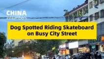 ChinaInNumbers | Dog spotted riding skateboard on busy city street