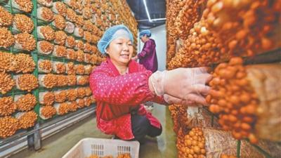 滑子菇出海记