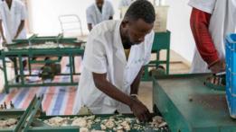 First batch of Congo's poria products under China's zero-tariff policy shipped to China